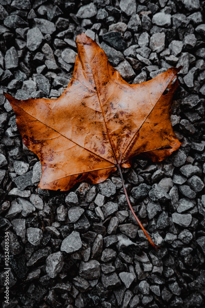 brightly colored single autumn leaf resting on a gravel path, showcasing rich brown hues. brightly colored single autumn leaf resting on a gravel path, showcasing rich brown hues.