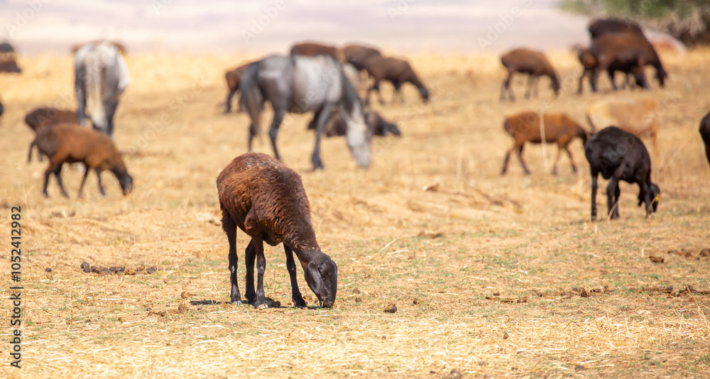 Fototapeta premium Rams and lambs graze in a meadow. Cattle grazing. A flock of rams walks across an autumn field in search of grass. sheep