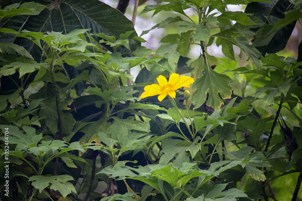 Wedelia flower with green leaves from top view with copy space Wedelia flower with green leaves from top view with copy space