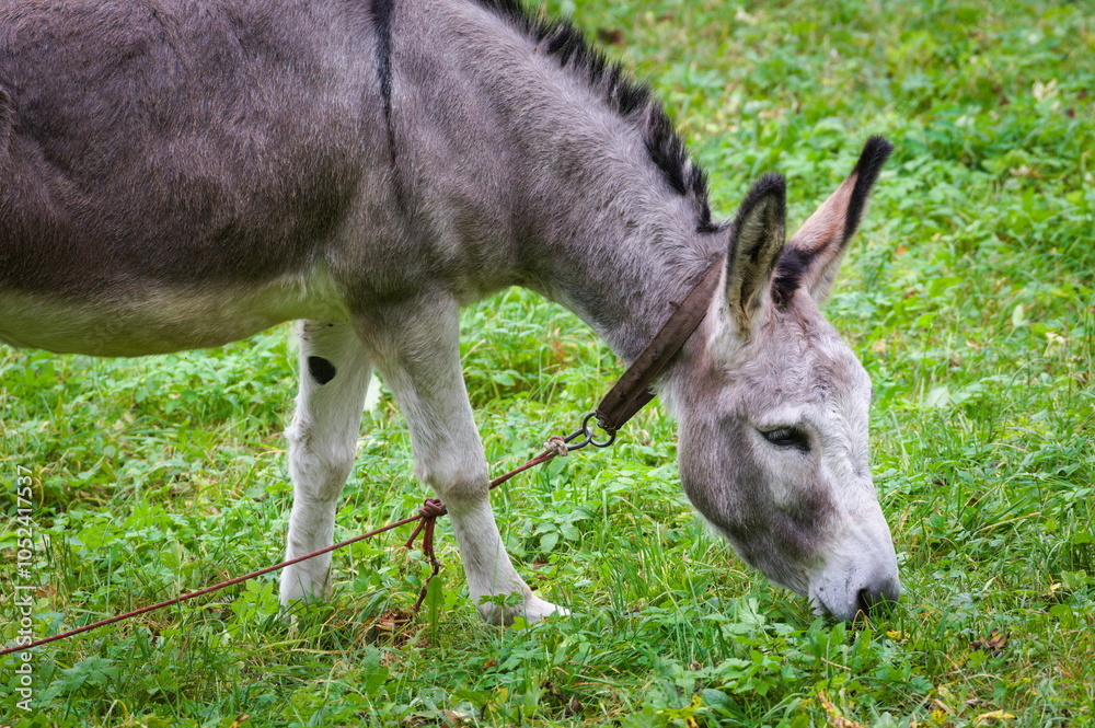 Donkey graze on the green meadow. Small farm on countryside. Donkey graze on the green meadow. Small farm on countryside.