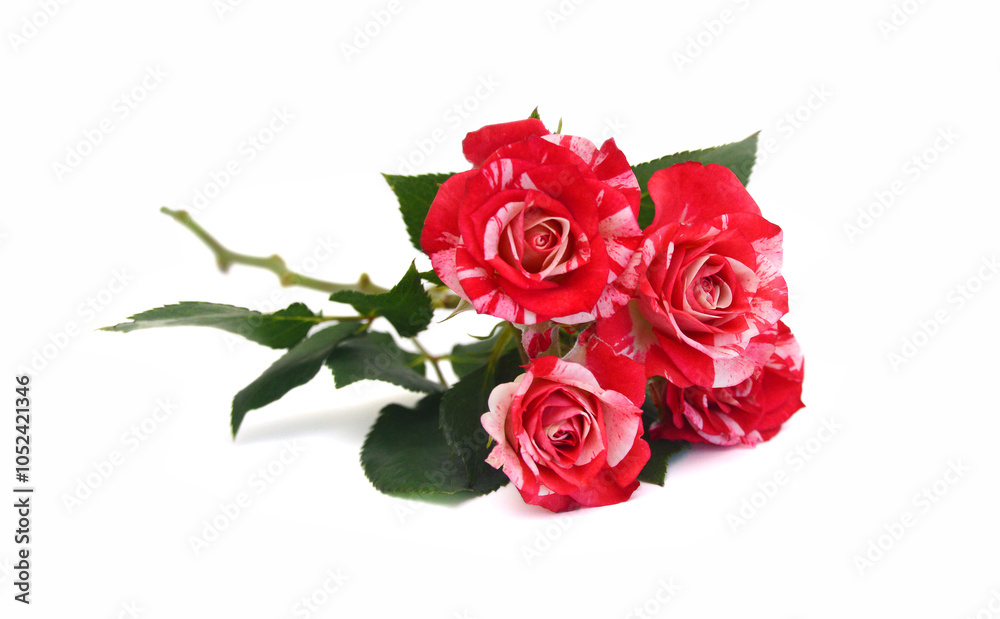 Fototapeta premium Bunch of rosy roses isolated on white
