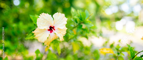 Close-up of Hibiscus bush. Hibiscus rosa-sinensis blooms with white flowers. Hawaiian hibiscus, Chinese rose, white mallow and slipper lily, a type of tropical flower. photo