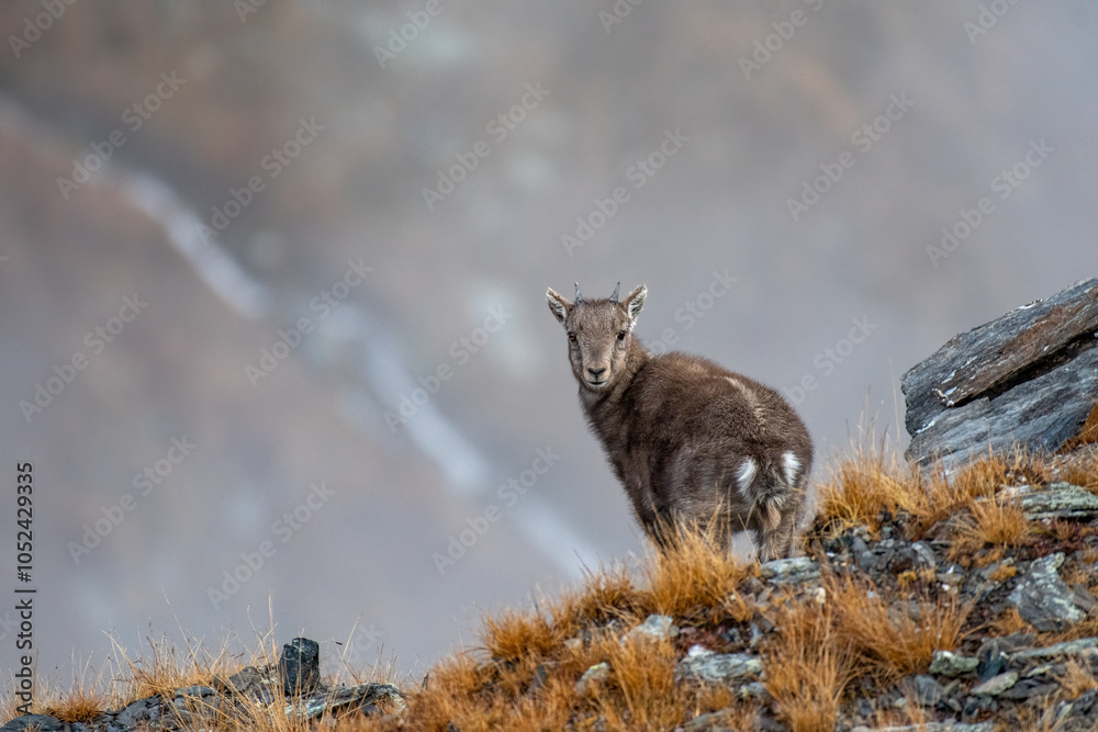 A young mountain goat stands on a rocky slope, surrounded by dry grasses and a muted background of gray sky. The fluffy coat of the animal contrasts with the rugged terrain, Capra ibex, Alps.