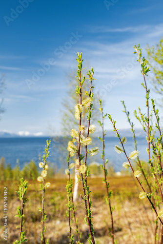Fotografi Salix caprea, known as goat willow or great sallow catkins