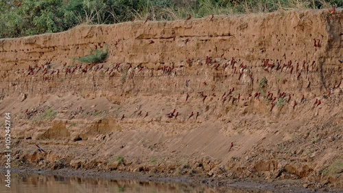 colony of southern carmine bee-eater (Merops nubicoides) on a steep wall of Luangwa river, South Luangwa National Park, Mfuwe, Zambia, Africa photo