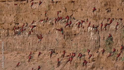 colony of southern carmine bee-eater (Merops nubicoides) on a steep wall of Luangwa river, South Luangwa National Park, Mfuwe, Zambia, Africa photo