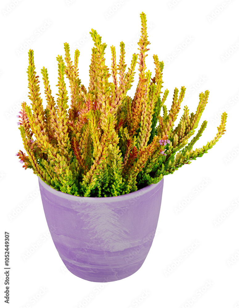 Isolated potted common heather flower