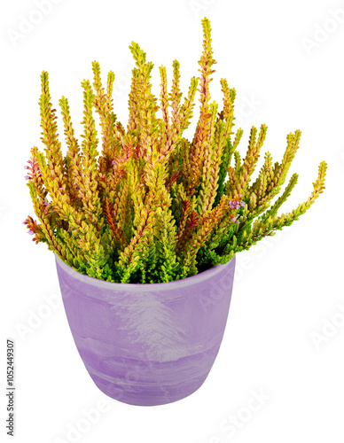 Obraz na płótnie Isolated potted common heather flower w salonie