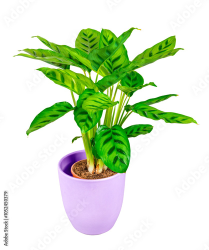 Obraz na płótnie Isolated potted calathea flower w salonie