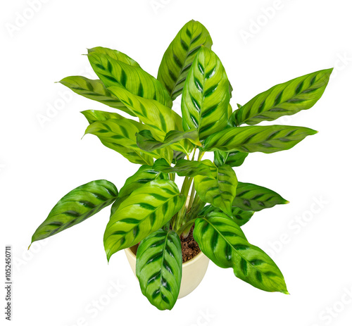 Isolated potted calathea flower