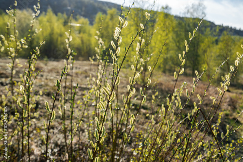 Salix caprea, known as goat willow or great sallow catkins