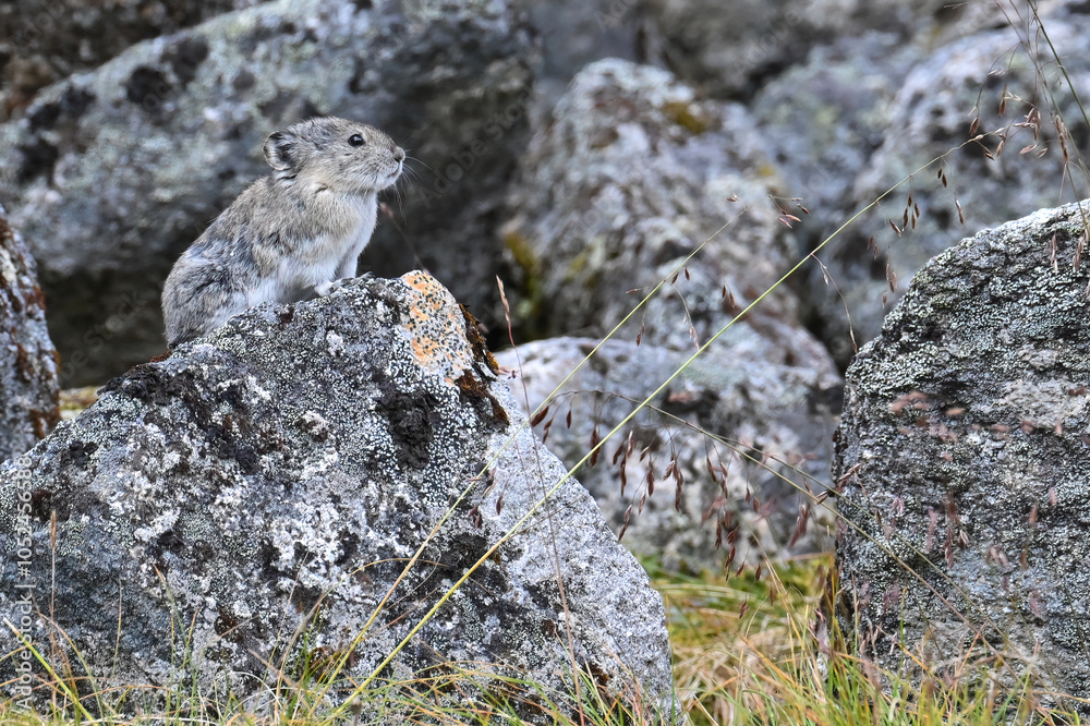 A fluffy Collared Pika (Ochotona collaris) surveys its territory in Alaska's rugged Talkeetna Range. A fluffy Collared Pika (Ochotona collaris) surveys its territory in Alaska's rugged Talkeetna Range.