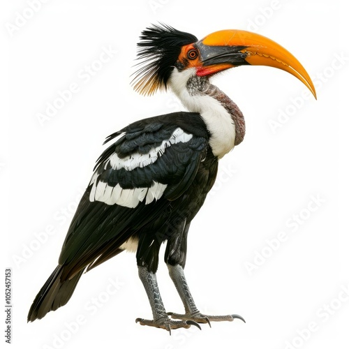 Studio shot of a von der decken's hornbill standing against a white background photo