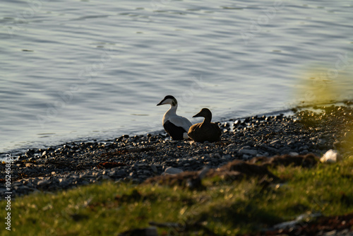 Common eider, also called St. Cuthbert's duck or Cuddy's duck photo