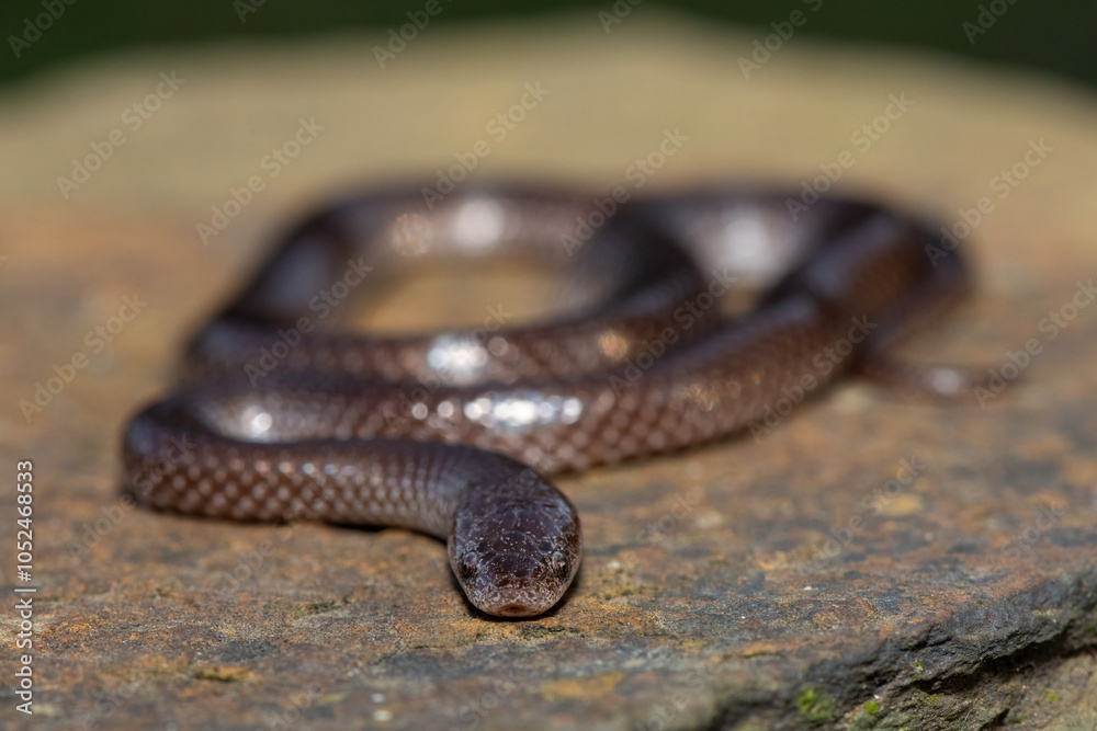 Fototapeta premium A cute Common Wolf Snake (Lycophidion capense) in the wild