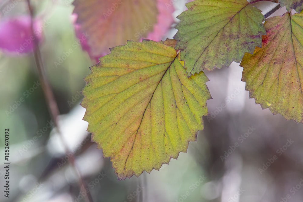Closeup of an arrowwood leaf starting to change color in the fall Closeup of an arrowwood leaf starting to change color in the fall