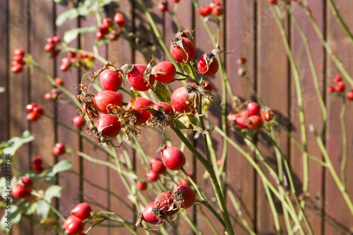  Rose hips close-up on a branch