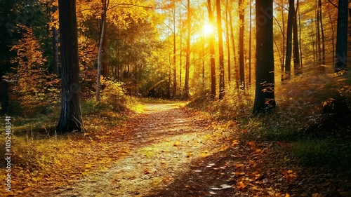 A path winds through a golden forest during a beautiful sunset