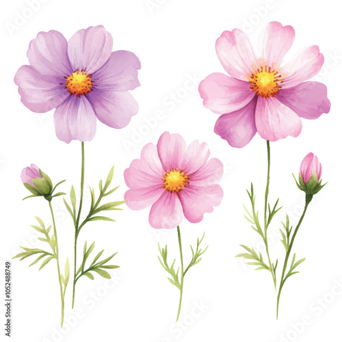 Soft Pink and Blue Watercolor Cosmos Wildflowers