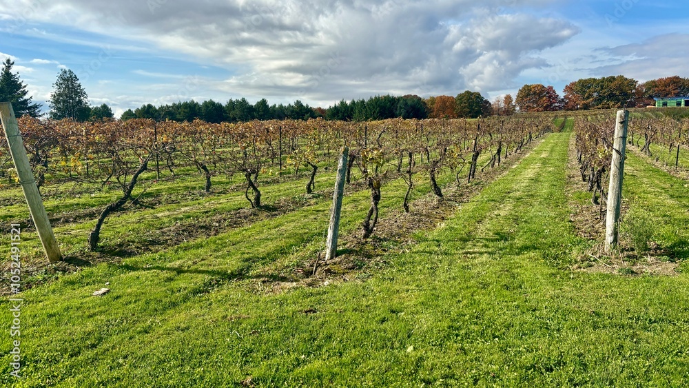 Naklejka premium vineyard in autumn