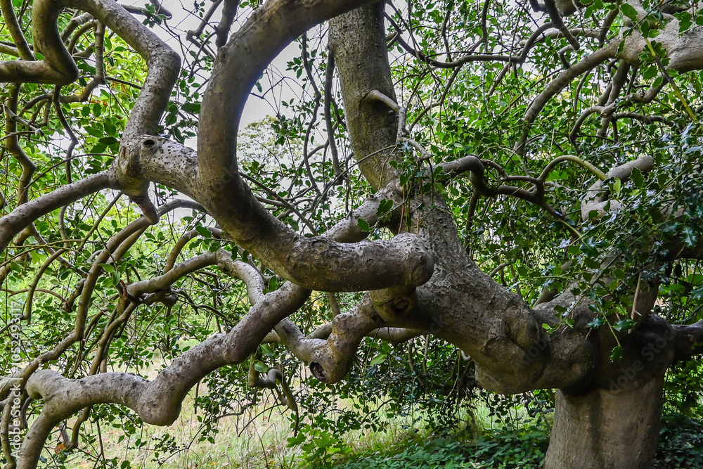 Hampton Court Palace old big tree with a very large, majestic, gigantic trunk and long curved branches. A century-old memorial tree Charming Hampton Court Palace old big tree with a very large, majestic, gigantic trunk and long curved branches. A century-old memorial tree Charming