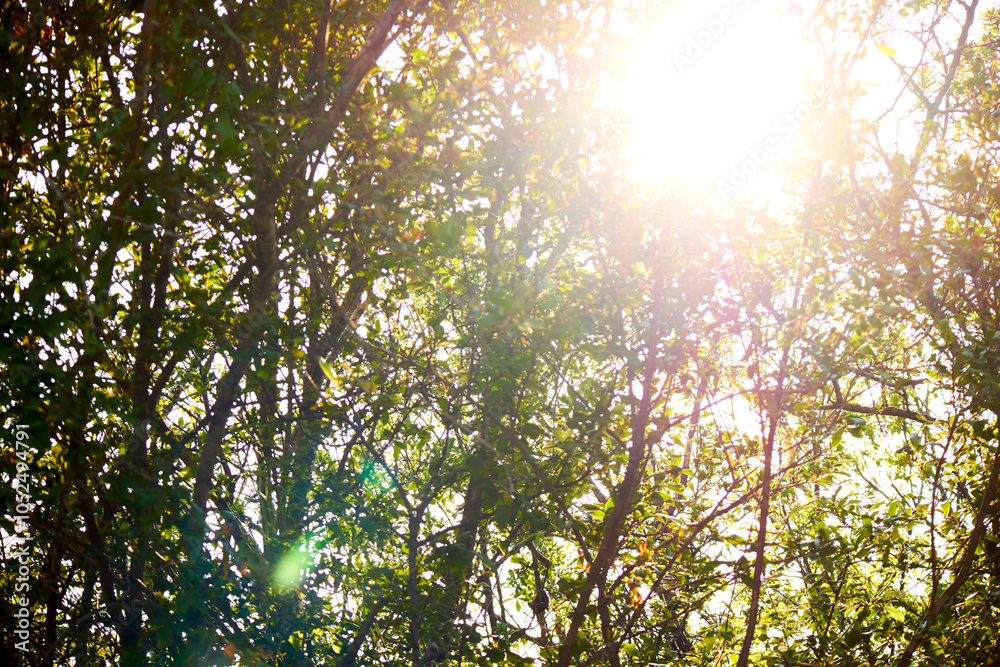 green leaves background and sunlight in the morning green leaves background and sunlight in the morning