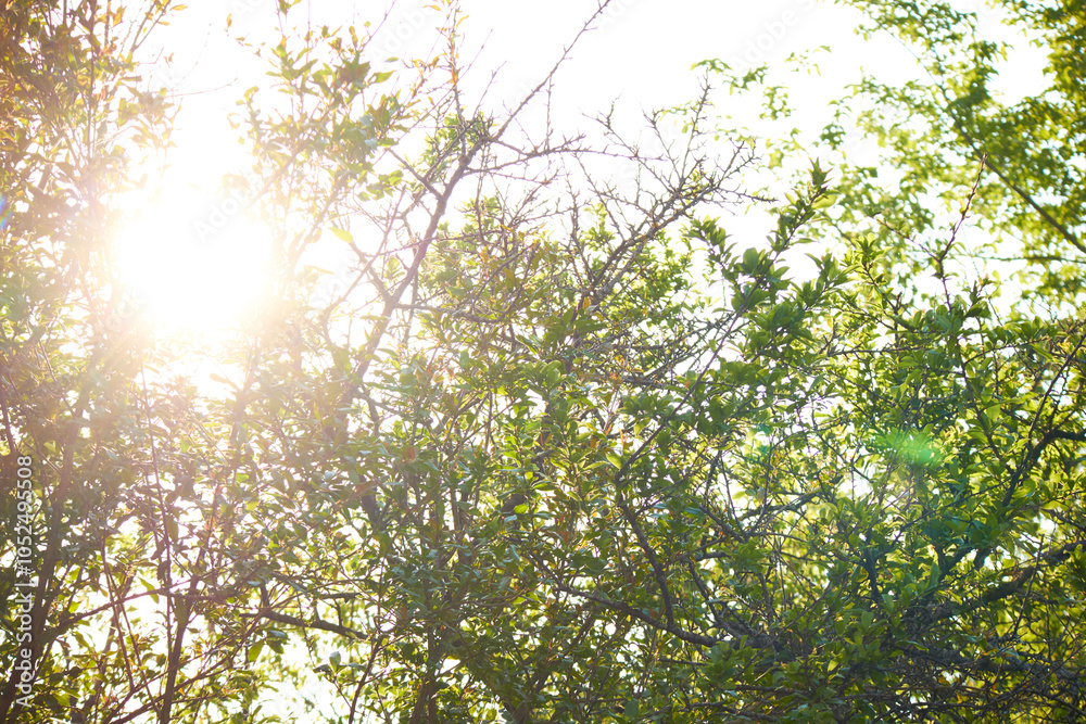 green leaves background and sunlight in the morning green leaves background and sunlight in the morning