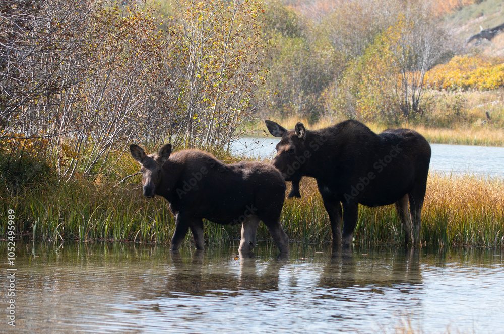 Cow and Calf Moose in Grand Teton National Park Wyoming in Autumn Cow and Calf Moose in Grand Teton National Park Wyoming in Autumn
