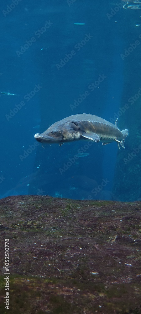 Fototapeta premium profile of a fish