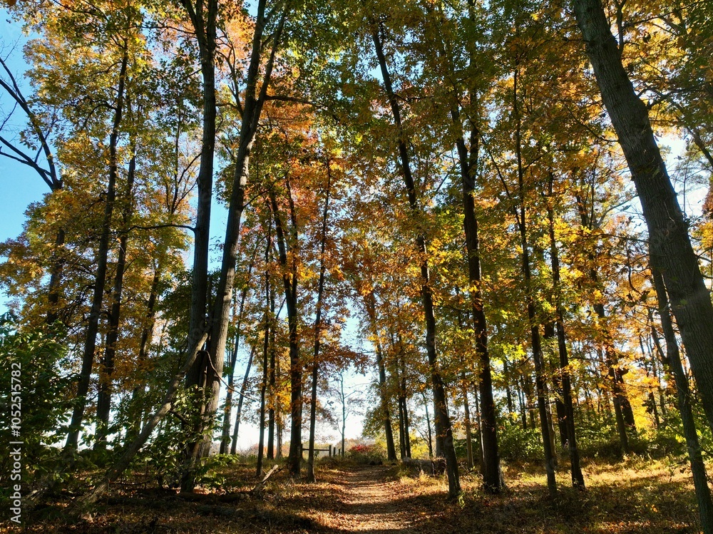 Fototapeta premium autumn in the forest