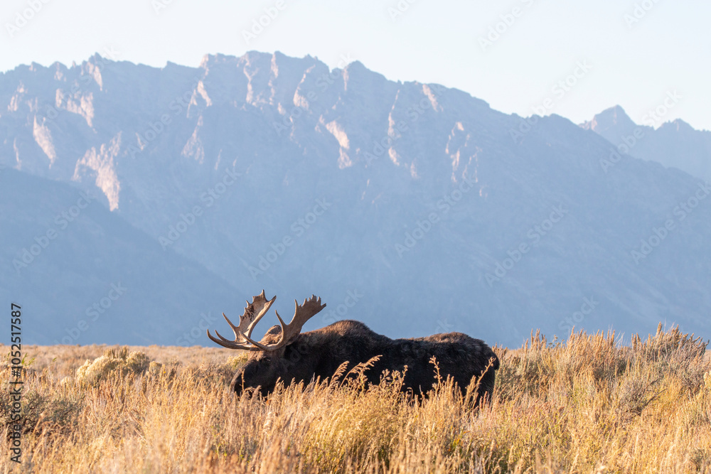 Bull Moose During the Rut in Autumn in Grand Teton National Park Wyoming Bull Moose During the Rut in Autumn in Grand Teton National Park Wyoming
