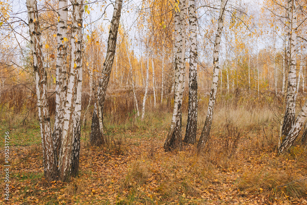 A view of an autumn birch forest with trees covered with yellow leaves. A sunny light penetrates the hills, adding a warm tint to the landscape. A view of an autumn birch forest with trees covered with yellow leaves. A sunny light penetrates the hills, adding a warm tint to the landscape.