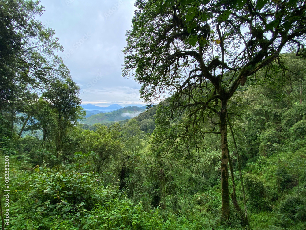 Fototapeta premium UGA_Rainforest_2022_RET_IMG0763.jpeg