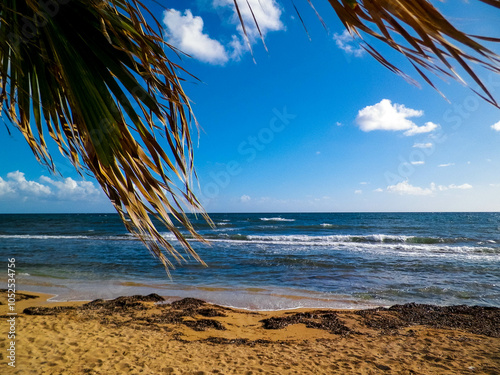 Beach and palms on Mediterranean Sea coast. Cyprus photo