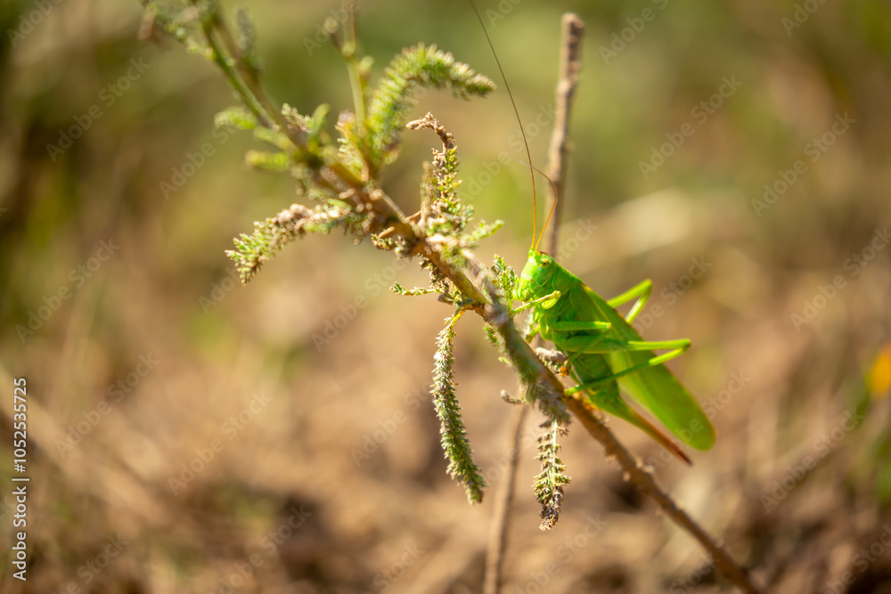 A green grasshopper sits in the grass on a bush. Great marsh grasshopper Stethophyma grossum, an endangered insect typical of wet meadows and marshes. A green grasshopper sits in the grass on a bush. Great marsh grasshopper Stethophyma grossum, an endangered insect typical of wet meadows and marshes.