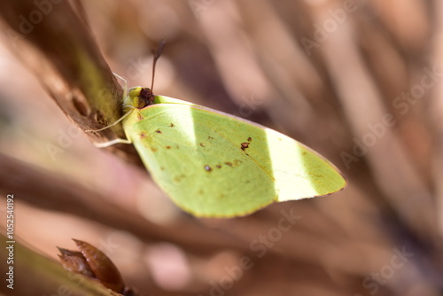 yellow-green cloudless sulphur butterfly on a brown stalk photo