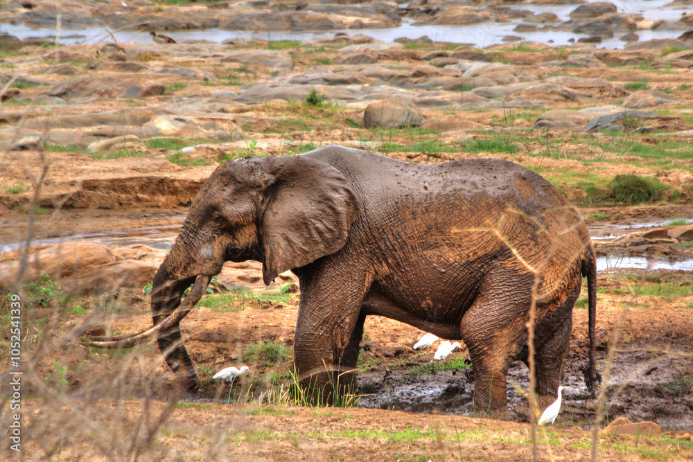 Fototapeta premium Safari in Tsavo East, Tsavo West, Amboseli and Masai Mara National Park (Kenya) - Wild Animals