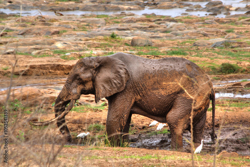 Safari in Tsavo East, Tsavo West, Amboseli and Masai Mara National Park (Kenya) - Wild Animals photo