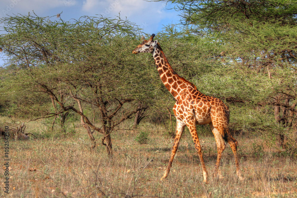 Obraz premium Safari in Tsavo East, Tsavo West, Amboseli and Masai Mara National Park (Kenya) - Wild Animals