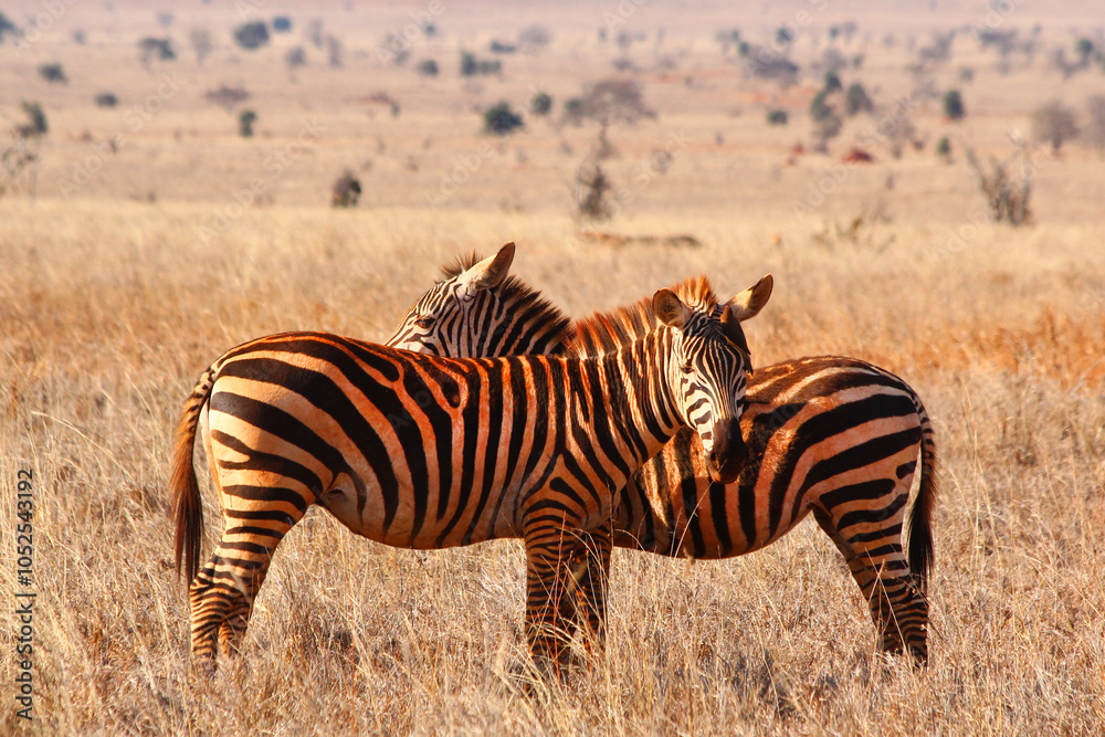 Obraz premium Safari in Tsavo East, Tsavo West, Amboseli and Masai Mara National Park (Kenya) - Wild Animals
