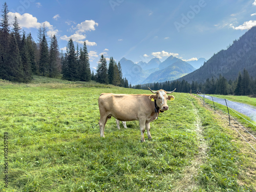 cow in the mountains, on the meadow, Bielovodska dolina, Vysoke Tatry photo