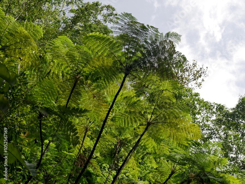 west indian tree ferns, cyathea arborea in primary rainforest of Basse Terre in Guadeloupe. Low angle view