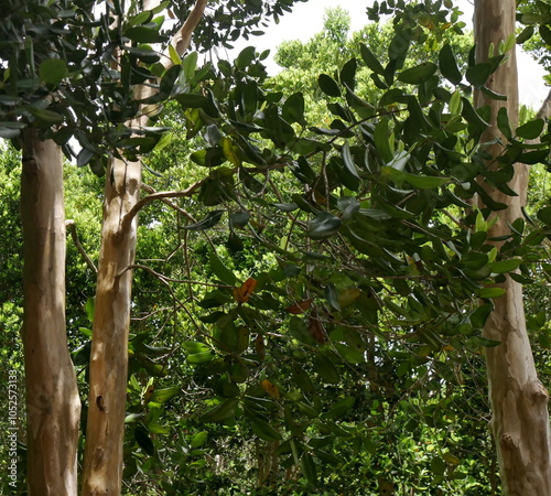 bay rum tree trunk also called west indian bay tree. pimenta racemosa has medicinal use and is used as aromatic spice in caribbean islands