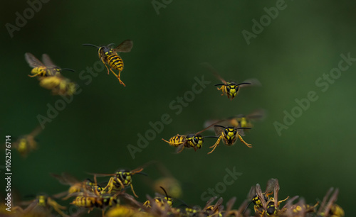 swarm of dangerous striped wasp insects flying in summer garden