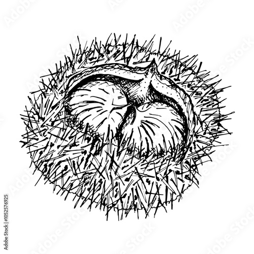 Chestnut inside a spiky shell. Intricate black and white vector hand drawn ink illustration detailed linework emphasizing the natural texture. Perfect for seasonal or nature themed designs, eco goods.