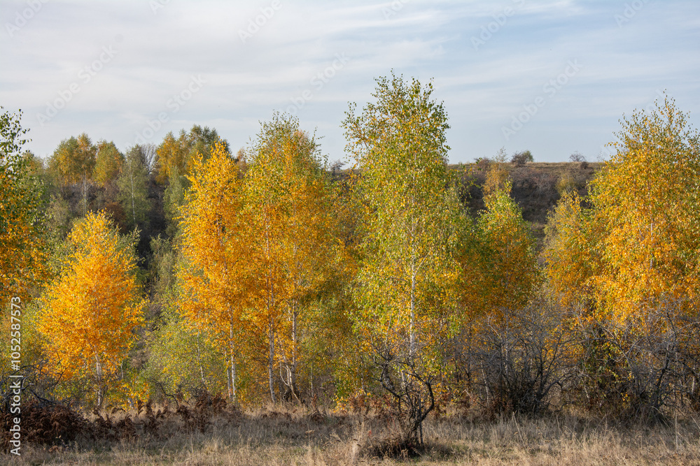 Autumn landscape - Beautiful birch grove on a sunny day Autumn landscape - Beautiful birch grove on a sunny day