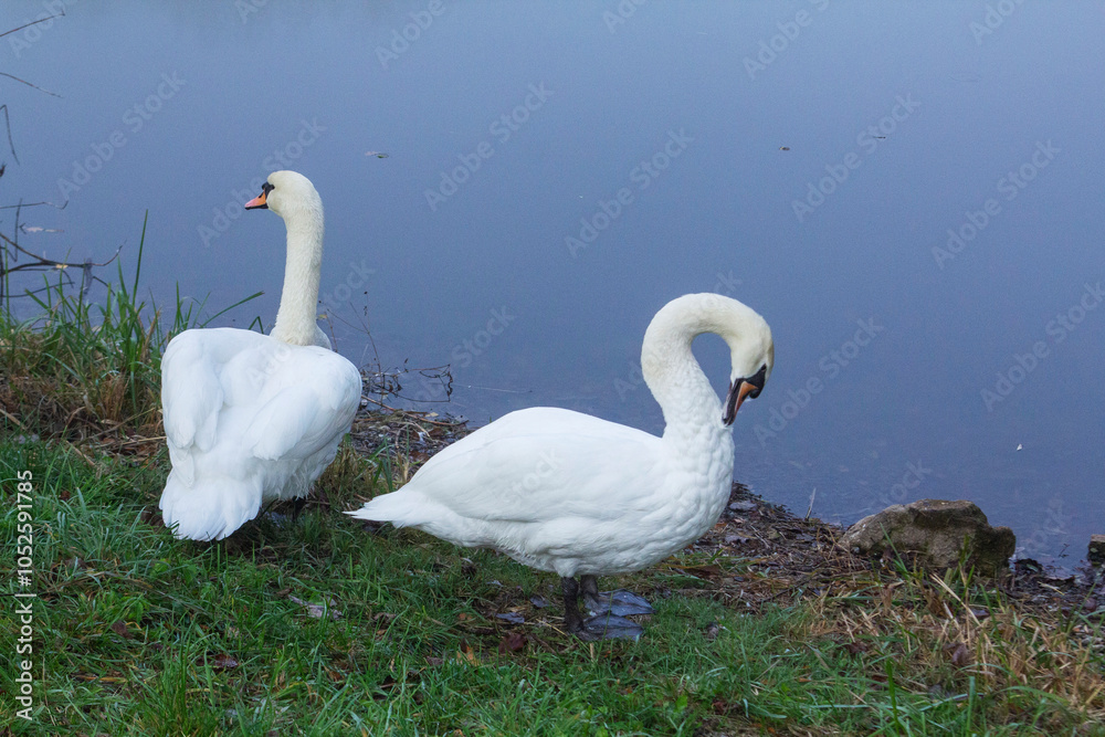 Two white swans cleaning their feathers on green grass on the lake shore.