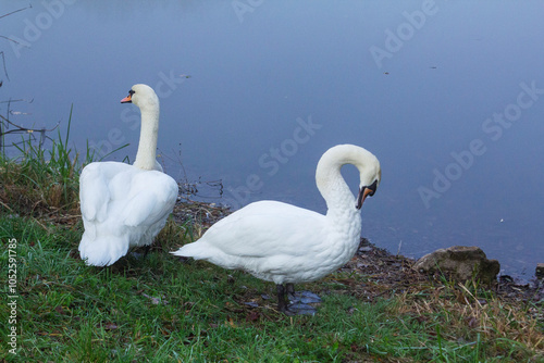 Obraz na płótnie Two white swans cleaning their feathers on green grass on the lake shore. w salonie