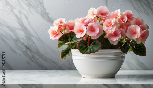 View of Plant with flowers on plain background