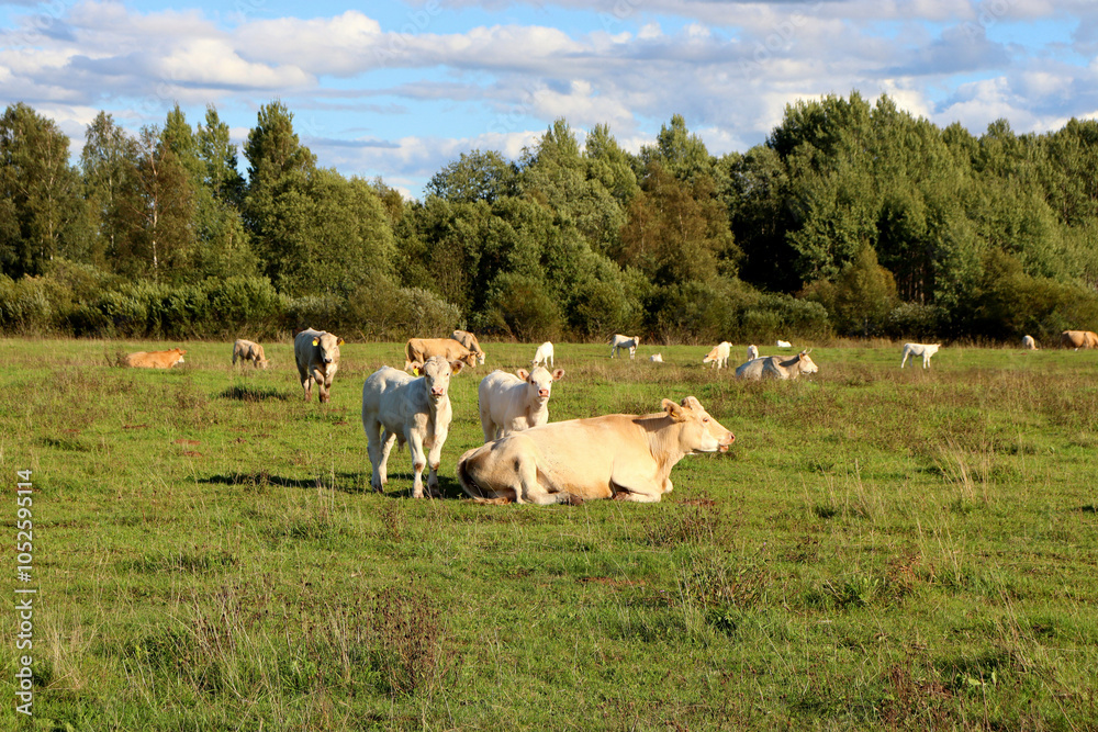 Fototapeta premium Cows in a farm field graze